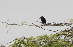 Arundinicola leucocephala