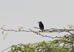 Arundinicola leucocephala