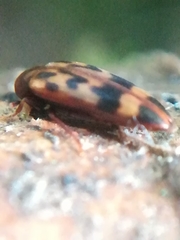 Orchesia undulata
