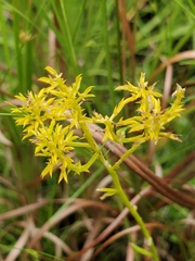 Polygala ramosa