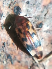 Orchesia undulata