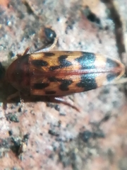 Orchesia undulata