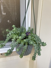Sedum burrito