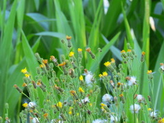 Cirsium arvense