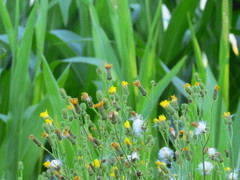 Cirsium arvense