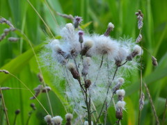 Cirsium arvense