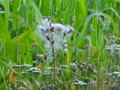 Cirsium arvense