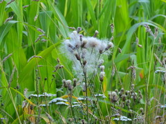 Cirsium arvense