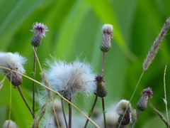 Cirsium arvense