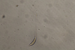 Lacrymaria olor