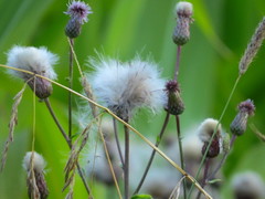 Cirsium arvense