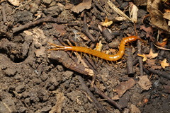 Cryptops anomalans