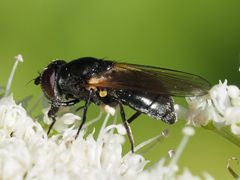 Cheilosia impressa