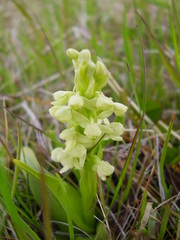 Platanthera hyperborea