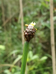 Xyris laxifolia iridifolia