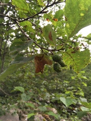 Alnus rohlenae