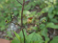 Scrophularia lanceolata