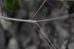 Pseudosermyle striatus