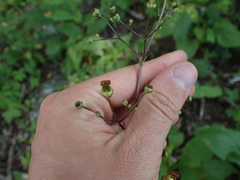 Scrophularia lanceolata