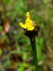 Xyris laxifolia iridifolia