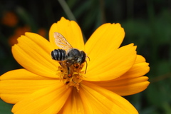 Megachile tsurugensis