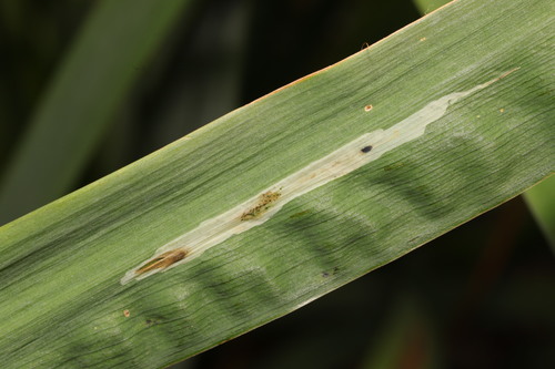 Cerodontha ircos (Goureau, 1851)