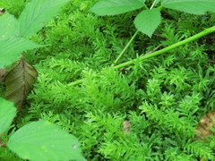 Plagiomnium undulatum