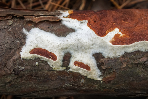 Gloeoporus taxicola image