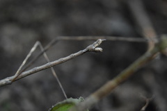 Pseudosermyle striatus