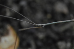 Pseudosermyle striatus