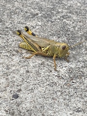Melanoplus differentialis