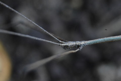 Pseudosermyle striatus