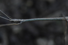 Pseudosermyle striatus