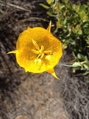 Calochortus weedii weedii