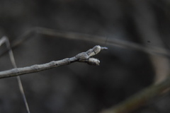 Pseudosermyle striatus