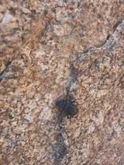 Akis trilineata barbara