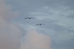 Pelecanus occidentalis