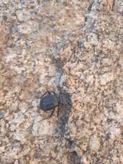 Akis trilineata barbara