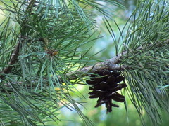 Pinus sylvestris