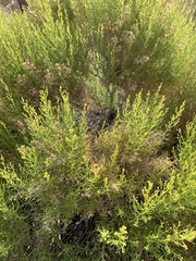 Ericameria paniculata