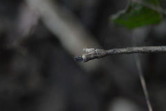 Pseudosermyle striatus