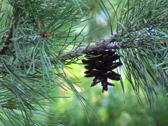 Pinus sylvestris