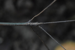 Pseudosermyle striatus
