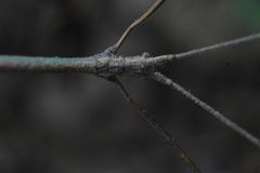 Pseudosermyle striatus