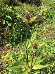 Gentiana purpurea