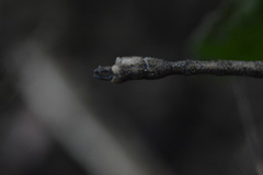 Pseudosermyle striatus