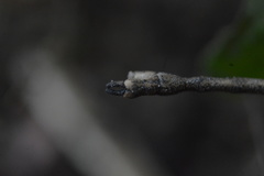 Pseudosermyle striatus