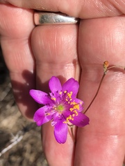 Phemeranthus calycinus