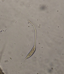 Lacrymaria olor