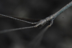 Pseudosermyle striatus